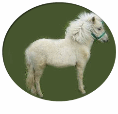 世界最小品種馬　ファラベラ